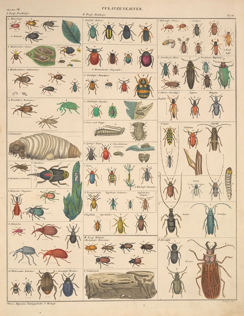 Abbildungen Zu Okens Allgemeiner Naturgeschichte Fur Alle Stande Pl 087 Wall Art by Lorenz Oken - High-Resolution Digital Print