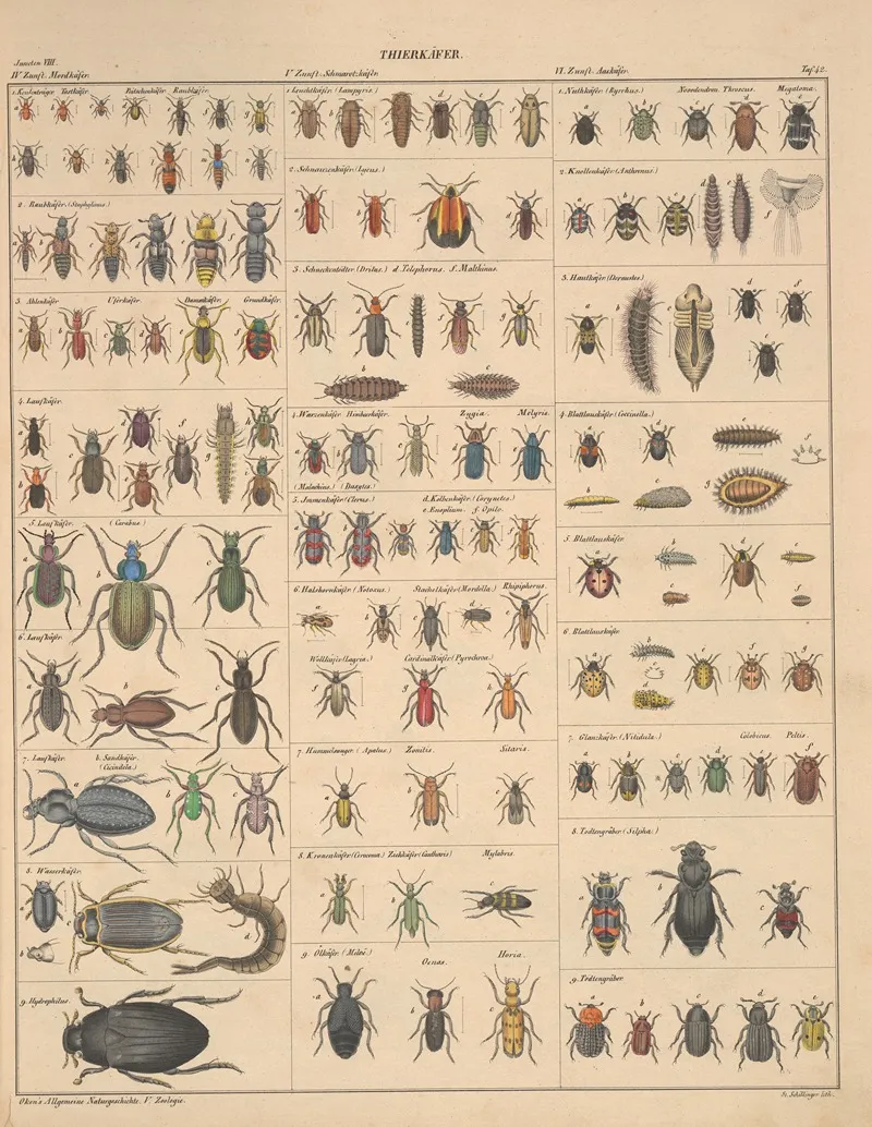 Abbildungen Zu Okens Allgemeiner Naturgeschichte Fur Alle Stande Pl 088 Wall Art by Lorenz Oken - High-Resolution Digital Print