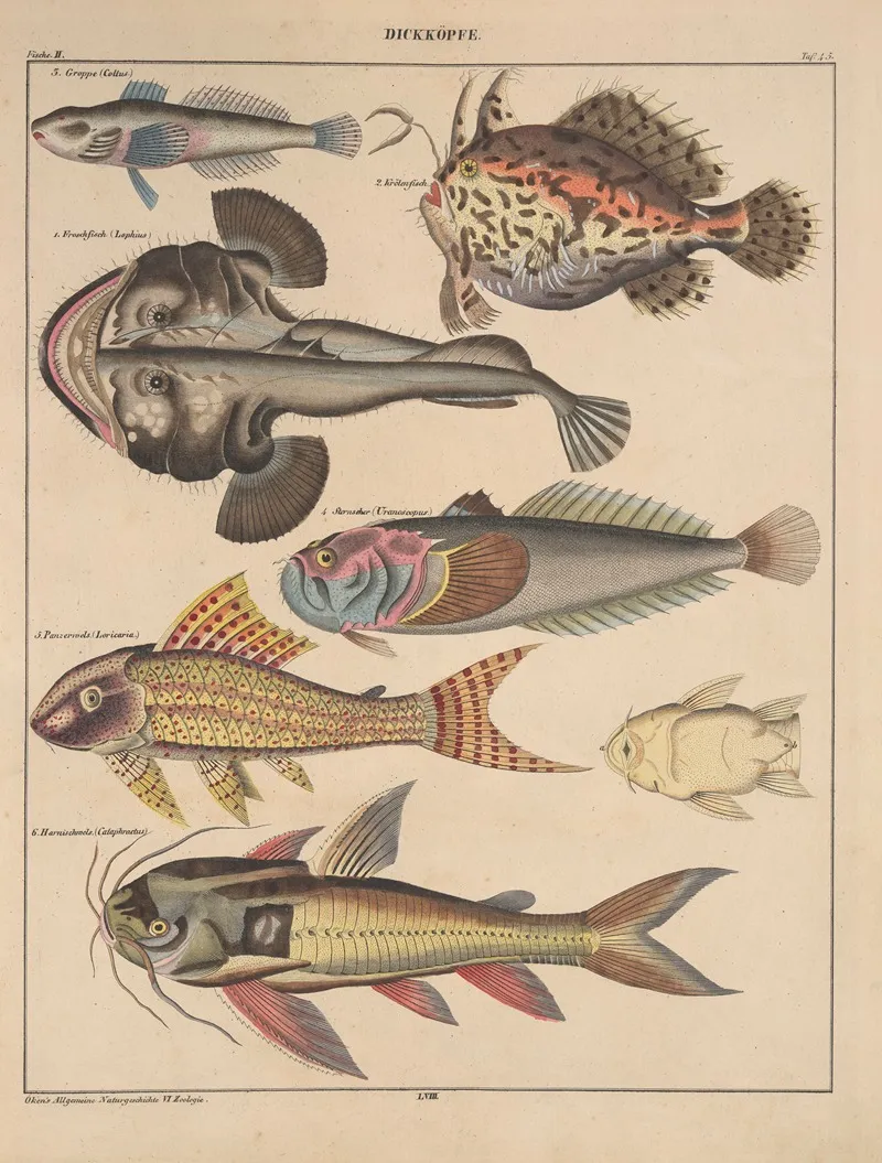 Abbildungen Zu Okens Allgemeiner Naturgeschichte Fur Alle Stande Pl 091 Wall Art by Lorenz Oken - High-Resolution Digital Print
