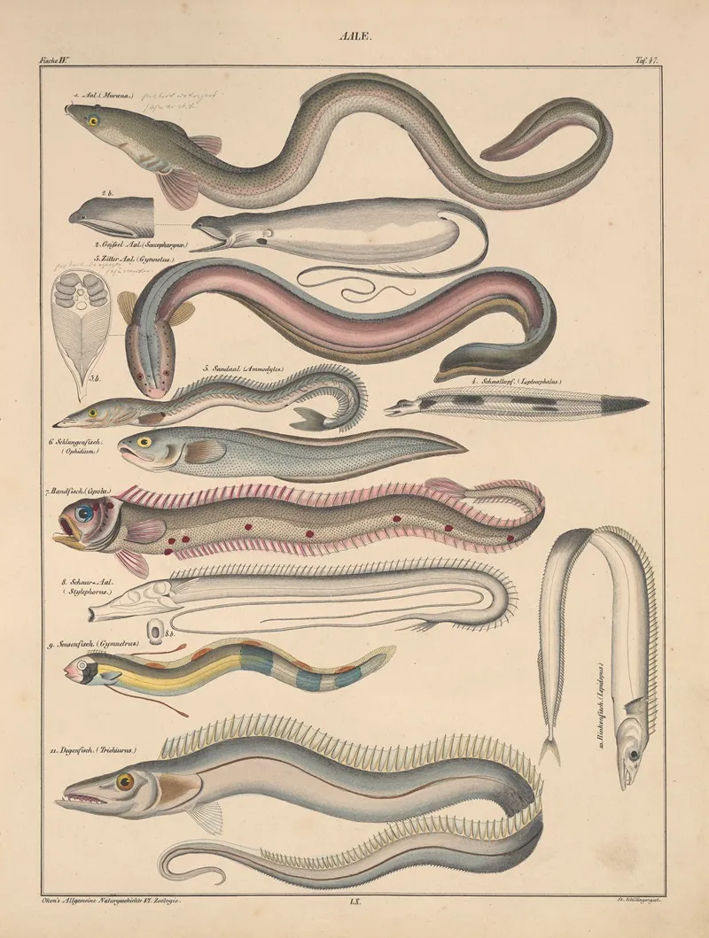 Abbildungen Zu Okens Allgemeiner Naturgeschichte Fur Alle Stande Pl 093 Wall Art by Lorenz Oken - High-Resolution Digital Print