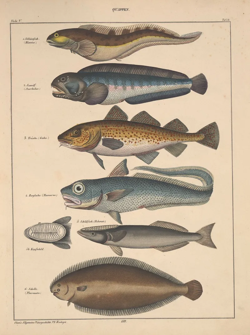 Abbildungen Zu Okens Allgemeiner Naturgeschichte Fur Alle Stande Pl 094 Wall Art by Lorenz Oken - High-Resolution Digital Print