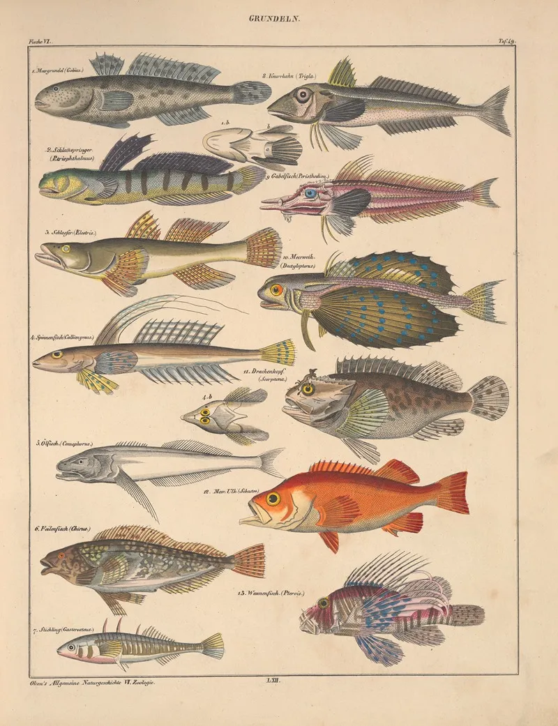 Abbildungen Zu Okens Allgemeiner Naturgeschichte Fur Alle Stande Pl 095 Wall Art by Lorenz Oken - High-Resolution Digital Print