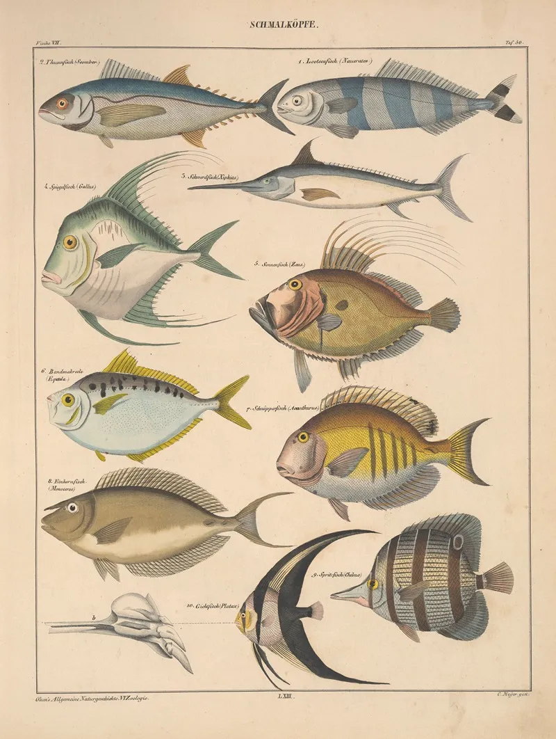 Abbildungen Zu Okens Allgemeiner Naturgeschichte Fur Alle Stande Pl 096 Wall Art by Lorenz Oken - High-Resolution Digital Print