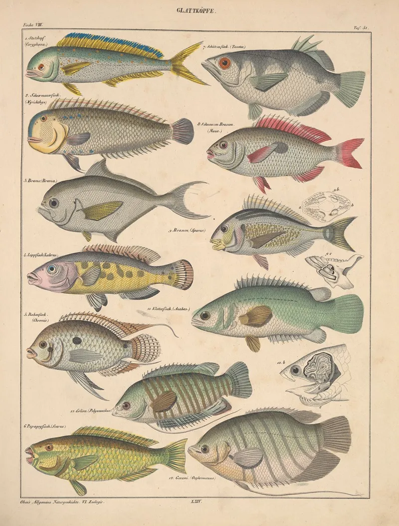 Abbildungen Zu Okens Allgemeiner Naturgeschichte Fur Alle Stande Pl 097 Wall Art by Lorenz Oken - High-Resolution Digital Print