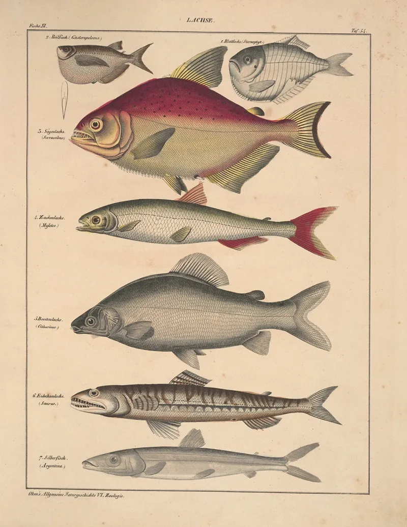 Abbildungen Zu Okens Allgemeiner Naturgeschichte Fur Alle Stande Pl 100 Wall Art by Lorenz Oken - High-Resolution Digital Print