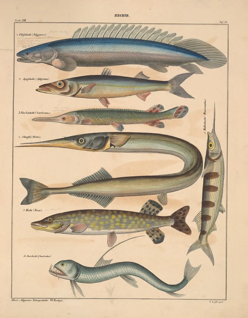 Abbildungen Zu Okens Allgemeiner Naturgeschichte Fur Alle Stande Pl 102 Wall Art by Lorenz Oken - High-Resolution Digital Print