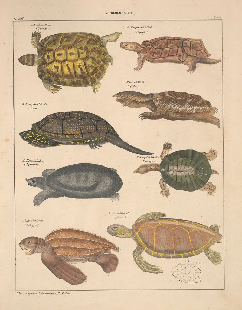Abbildungen Zu Okens Allgemeiner Naturgeschichte Fur Alle Stande Pl 106 Wall Art by Lorenz Oken - High-Resolution Digital Print