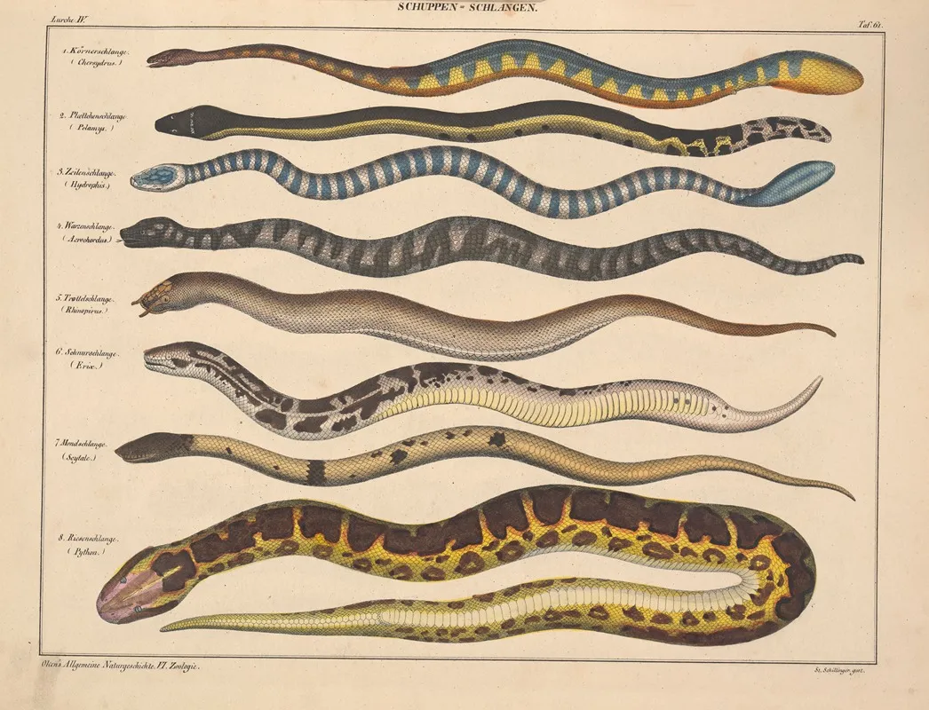 Abbildungen Zu Okens Allgemeiner Naturgeschichte Fur Alle Stande Pl 107 Wall Art by Lorenz Oken - High-Resolution Digital Print