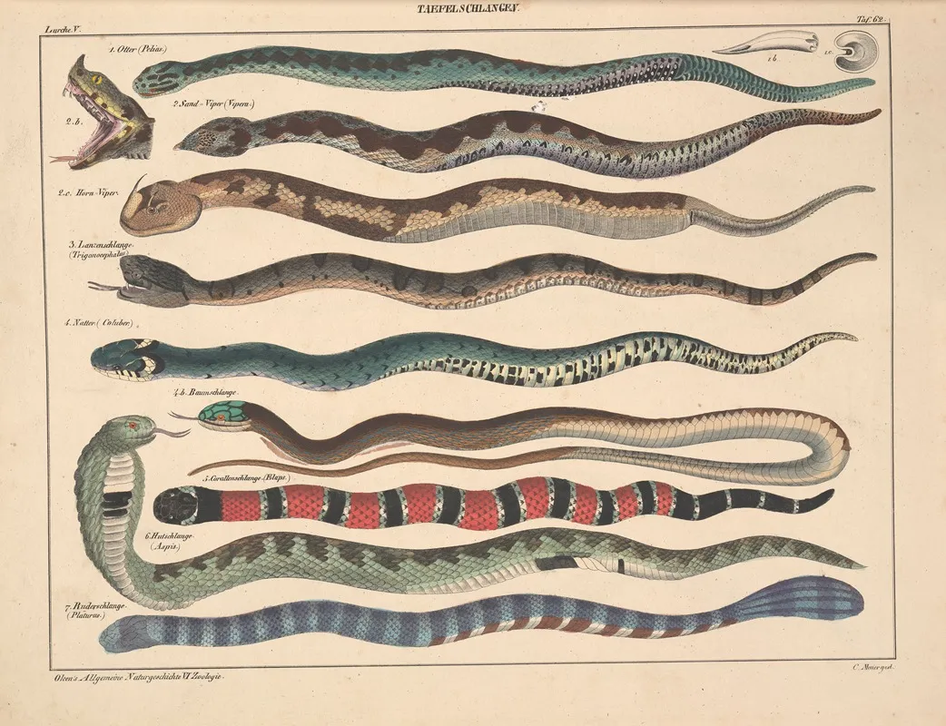 Abbildungen Zu Okens Allgemeiner Naturgeschichte Fur Alle Stande Pl 108 Wall Art by Lorenz Oken - High-Resolution Digital Print