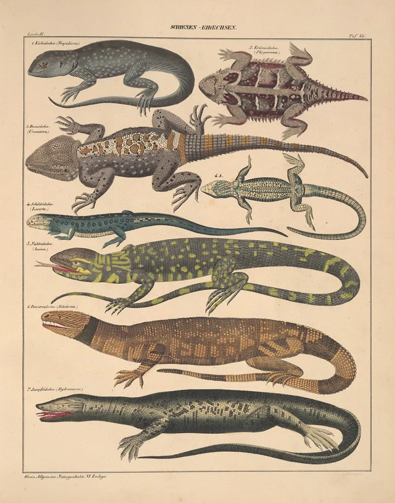 Abbildungen Zu Okens Allgemeiner Naturgeschichte Fur Alle Stande Pl 112 Wall Art by Lorenz Oken - High-Resolution Digital Print