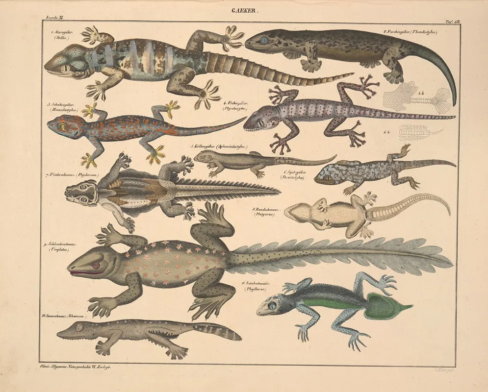 Abbildungen Zu Okens Allgemeiner Naturgeschichte Fur Alle Stande Pl 114 Wall Art by Lorenz Oken - High-Resolution Digital Print