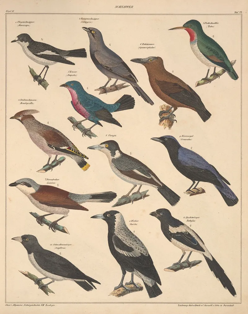 Abbildungen Zu Okens Allgemeiner Naturgeschichte Fur Alle Stande Pl 119 Wall Art by Lorenz Oken - High-Resolution Digital Print