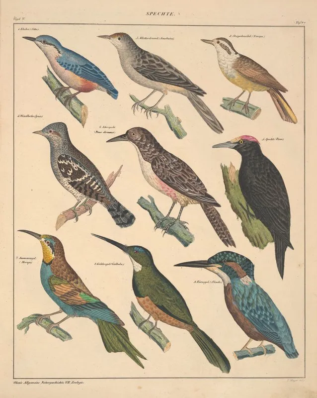 Abbildungen Zu Okens Allgemeiner Naturgeschichte Fur Alle Stande Pl 123 Wall Art by Lorenz Oken - High-Resolution Digital Print