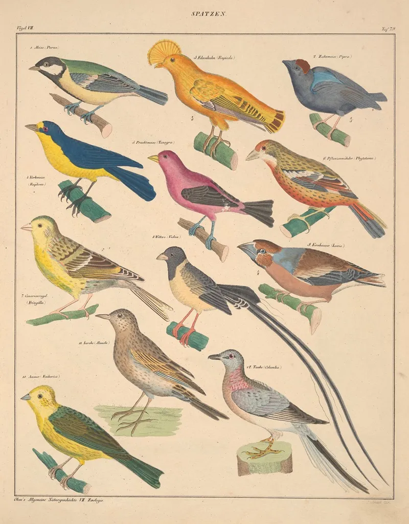 Abbildungen Zu Okens Allgemeiner Naturgeschichte Fur Alle Stande Pl 125 Wall Art by Lorenz Oken - High-Resolution Digital Print