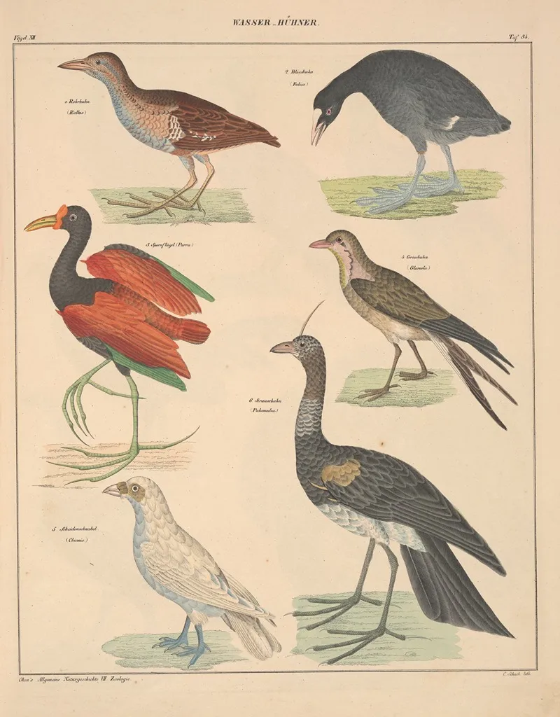 Abbildungen Zu Okens Allgemeiner Naturgeschichte Fur Alle Stande Pl 130 Wall Art by Lorenz Oken - High-Resolution Digital Print