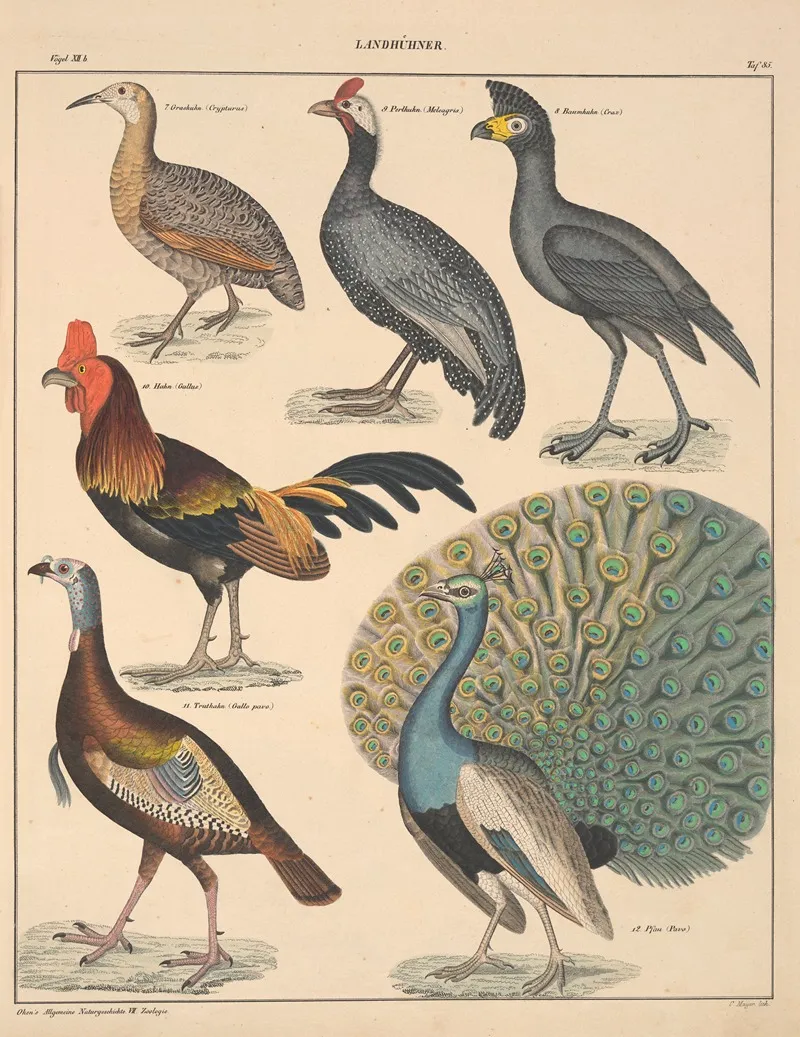 Abbildungen Zu Okens Allgemeiner Naturgeschichte Fur Alle Stande Pl 131 Wall Art by Lorenz Oken - High-Resolution Digital Print