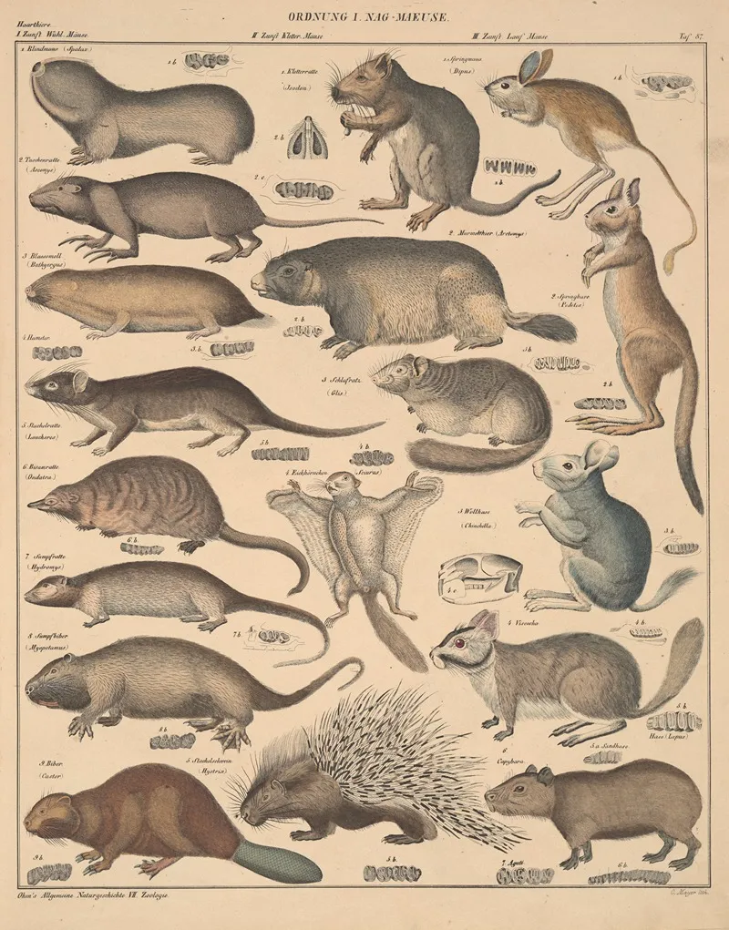 Abbildungen Zu Okens Allgemeiner Naturgeschichte Fur Alle Stande Pl 133 Wall Art by Lorenz Oken - High-Resolution Digital Print