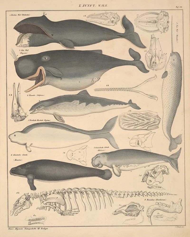Abbildungen Zu Okens Allgemeiner Naturgeschichte Fur Alle Stande Pl 136 Wall Art by Lorenz Oken - High-Resolution Digital Print
