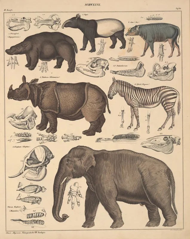 Abbildungen Zu Okens Allgemeiner Naturgeschichte Fur Alle Stande Pl 137 Wall Art by Lorenz Oken - High-Resolution Digital Print