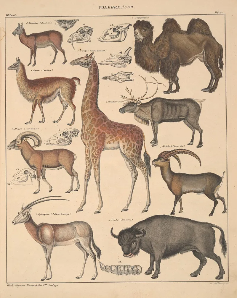 Abbildungen Zu Okens Allgemeiner Naturgeschichte Fur Alle Stande Pl 138 Wall Art by Lorenz Oken - High-Resolution Digital Print