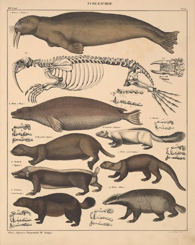 Abbildungen Zu Okens Allgemeiner Naturgeschichte Fur Alle Stande Pl 139 Wall Art by Lorenz Oken - High-Resolution Digital Print