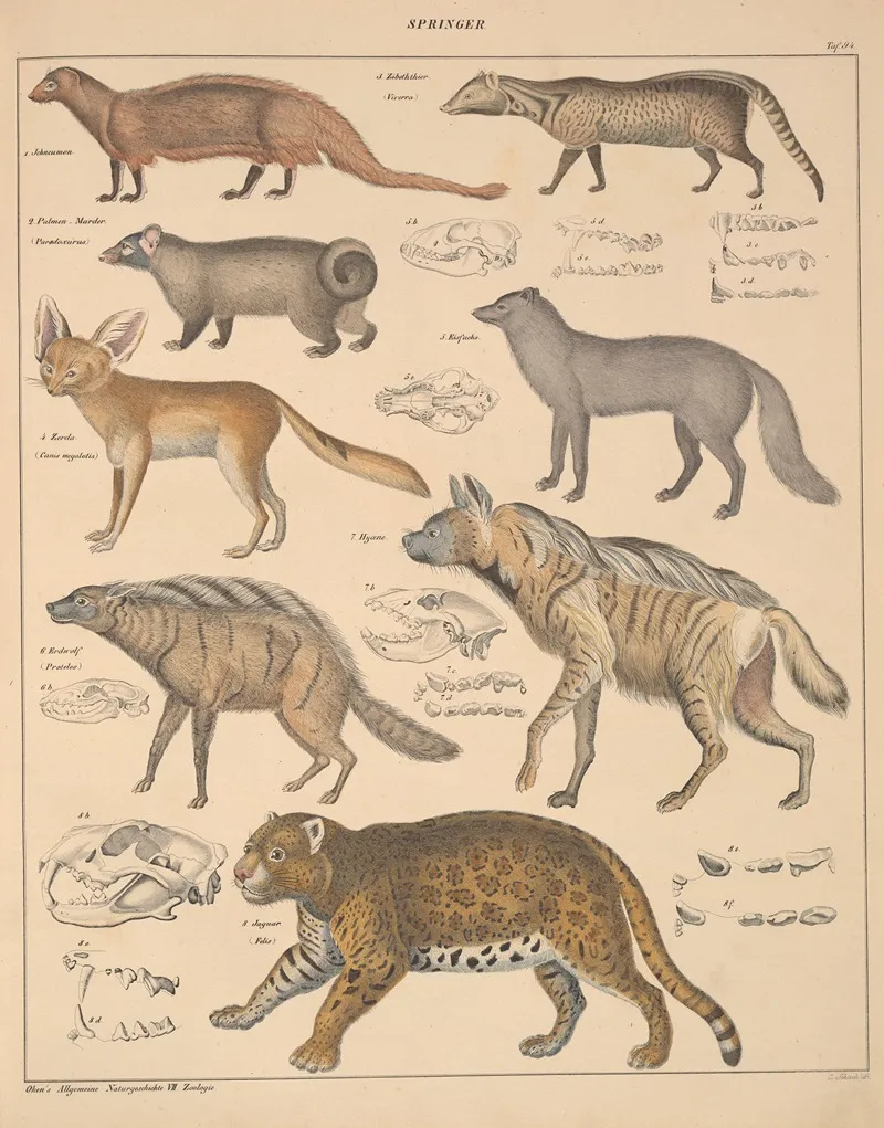 Abbildungen Zu Okens Allgemeiner Naturgeschichte Fur Alle Stande Pl 140 Wall Art by Lorenz Oken - High-Resolution Digital Print