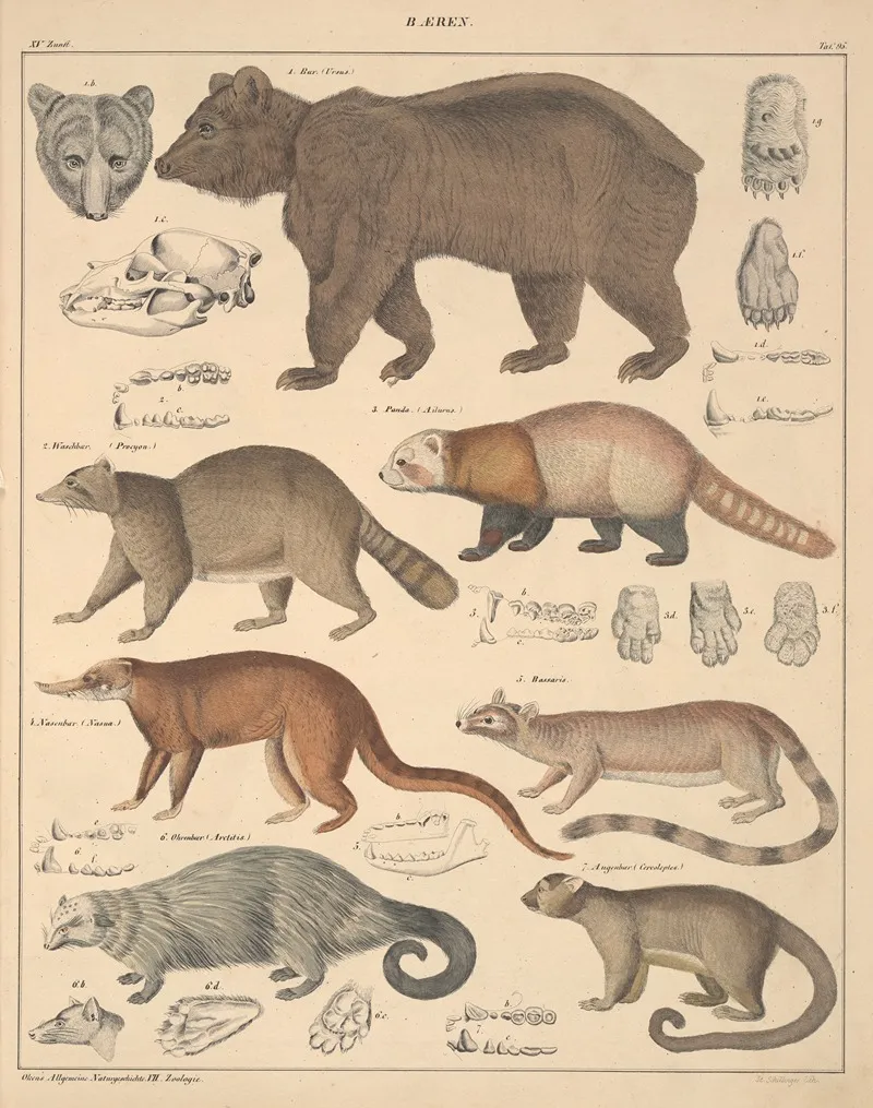 Abbildungen Zu Okens Allgemeiner Naturgeschichte Fur Alle Stande Pl 141 Wall Art by Lorenz Oken - High-Resolution Digital Print