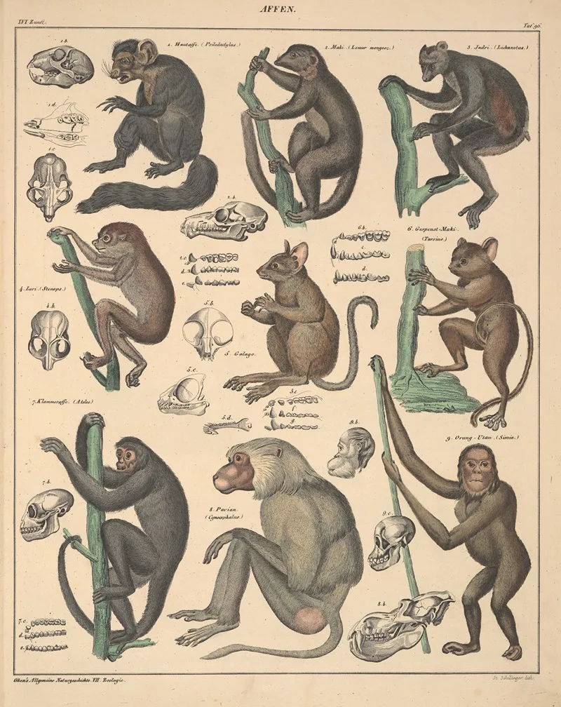 Abbildungen Zu Okens Allgemeiner Naturgeschichte Fur Alle Stande Pl 142 Wall Art by Lorenz Oken - High-Resolution Digital Print