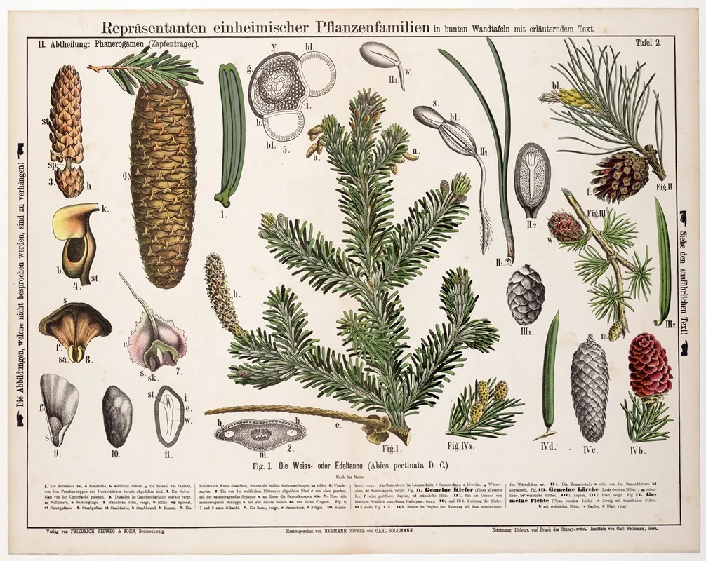 Abies Pectinata Abies Alba Zilverspar Wall Art by Hermann Zippel - High-Resolution Digital Print