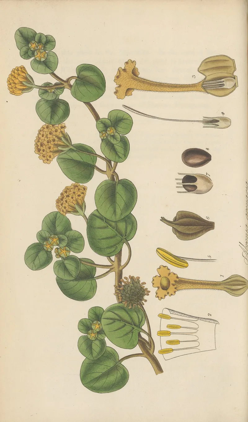 Abronia Arenaria Wall Art by William Jackson Hooker - High-Resolution Digital Print