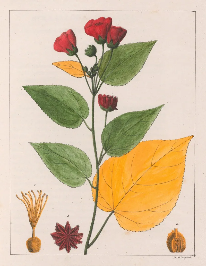 Abutilon Esculentum Wall Art by Auguste de Saint-Hilaire - High-Resolution Digital Print