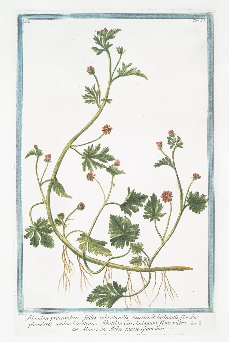 Abutilon Procumbens Foliis Subrotundis Dissectis Et Laciniatis Floribus Phoeniceis Semine Birostrato Abutilon Carolinianum Flore Rubro Mauve Des Indes Fausse Guimmauve