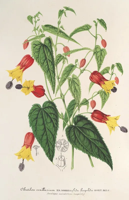 Abutilon Vexillarium Wall Art by Charles Antoine Lemaire - High-Resolution Digital Print