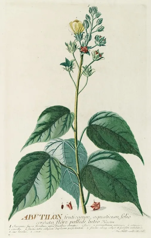 Abutilon Wall Art by Georg Dionysius Ehret - High-Resolution Digital Print