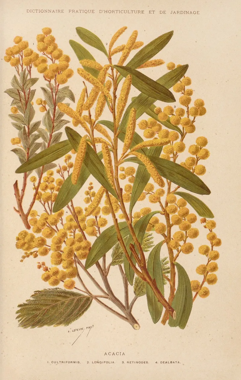 Acacia 4 Wall Art by George Nicholson - High-Resolution Digital Print