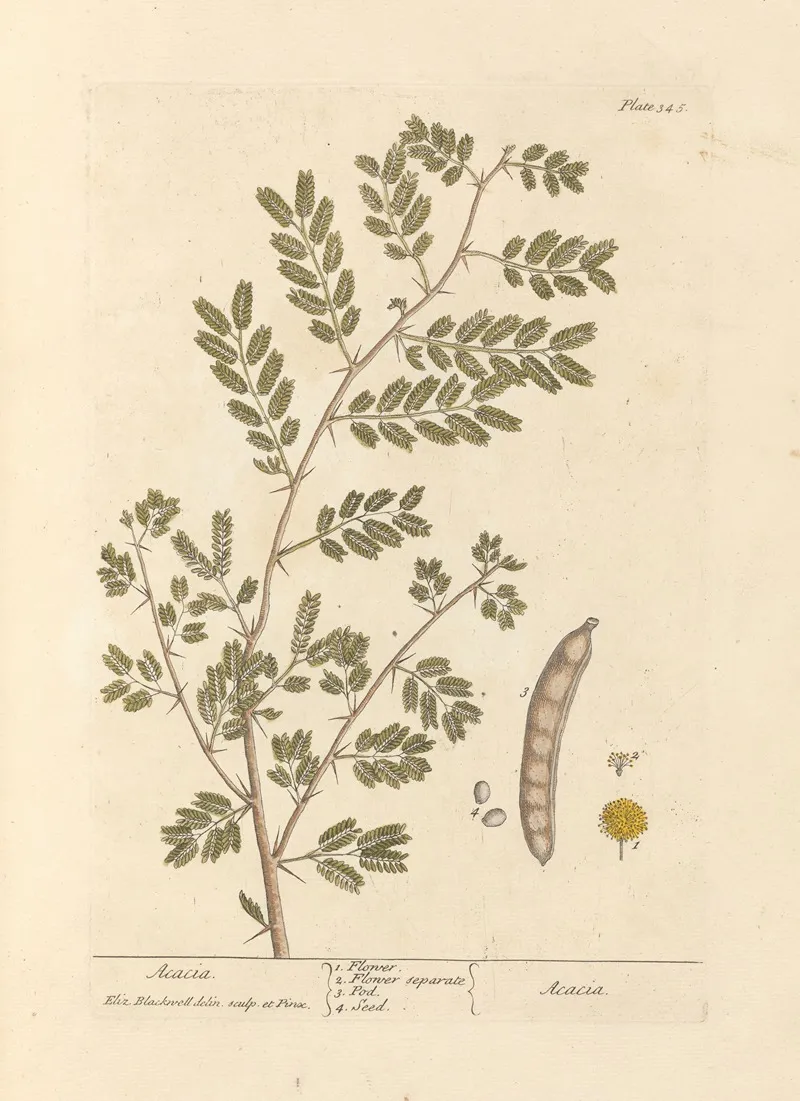 Acacia 6 Wall Art by Elizabeth Blackwell - High-Resolution Digital Print