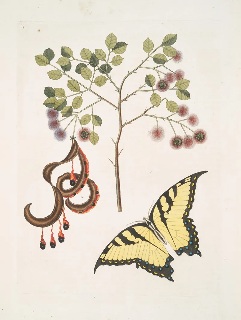 Acacia Foliis Amplioribus Papilio Diurna Prima Omnium Maxima Wall Art by Mark Catesby - High-Resolution Digital Print