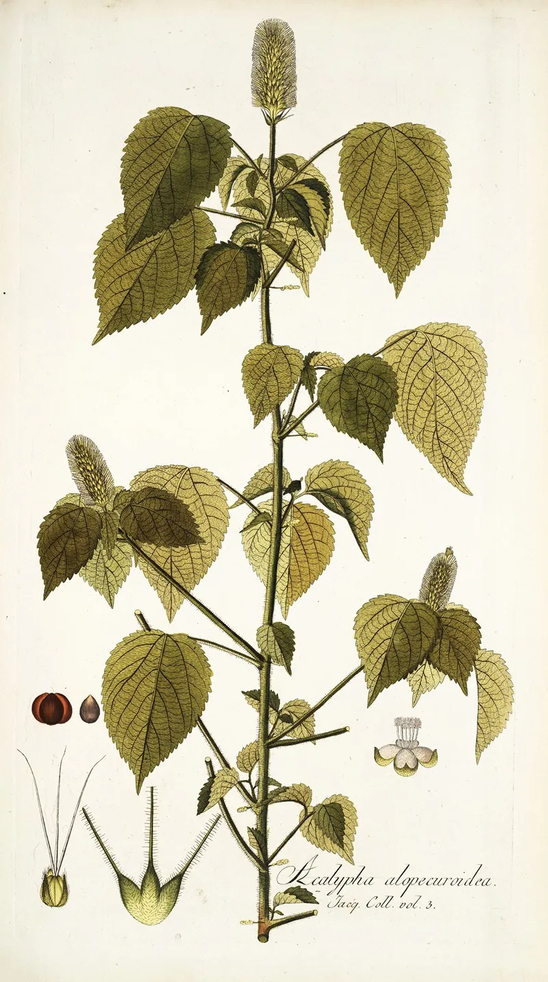 Acalypha Alopecuroidea Wall Art by Nikolaus Joseph Freiherr von Jacquin - High-Resolution Digital Print