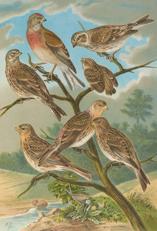 Acanthis Cannabina Acanthis Flavirostris Wall Art by Johann Friedrich Naumann - High-Resolution Digital Print
