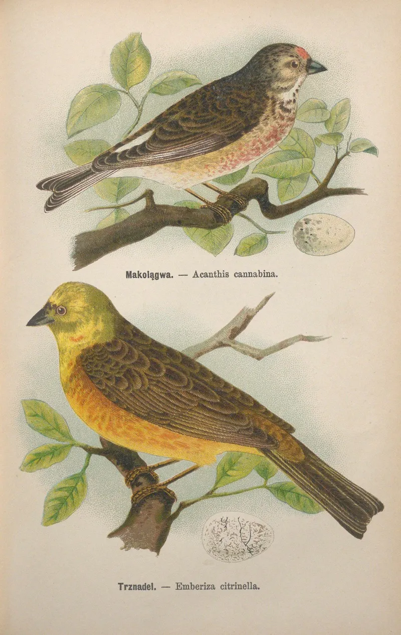 Acanthis Cannabina Emberiza Citrinella Wall Art by Bohdan Dyakowski - High-Resolution Digital Print