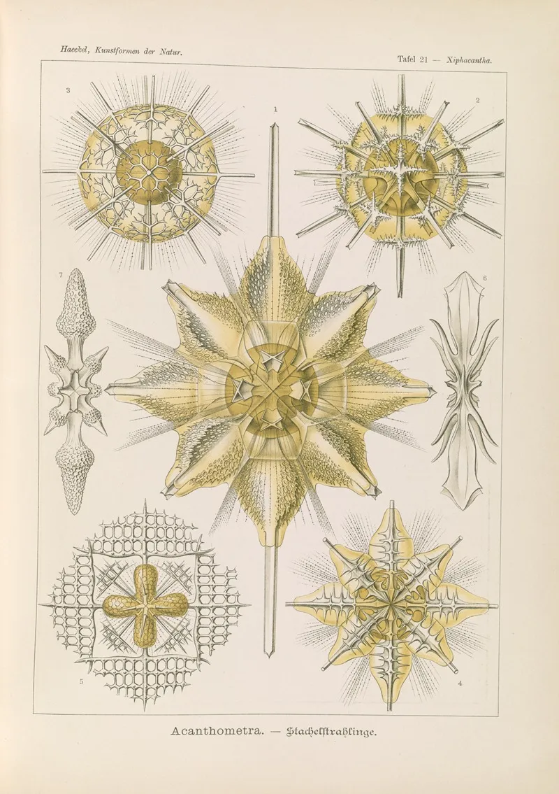 Acanthometra Stachelstrahlinge Wall Art by Ernst Haeckel - High-Resolution Digital Print