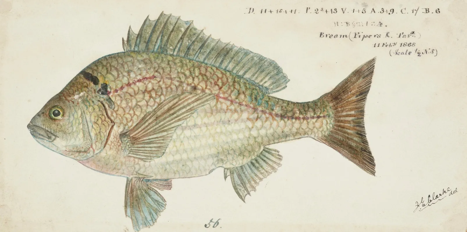 Acanthopagrus Butcheri Tas Black Bream