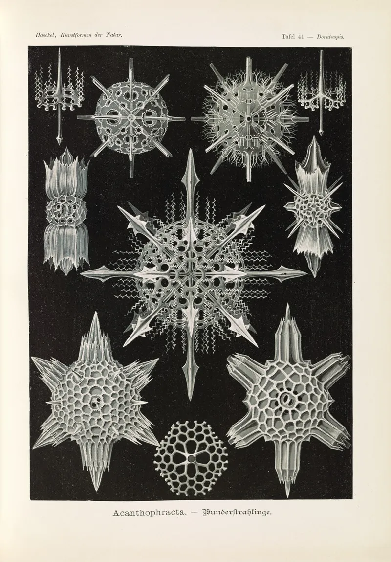 Acanthophracta Wunderstrahlinge Wall Art by Ernst Haeckel - High-Resolution Digital Print