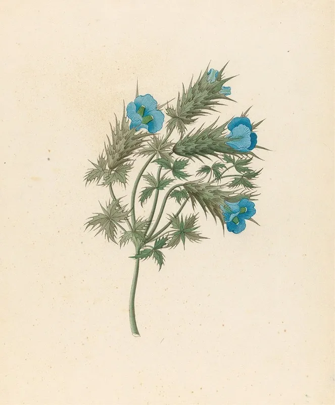 Acanthus Carduifolia Blepharis Sinuata Wall Art by Clemenz Heinrich Wehdemann - High-Resolution Digital Print