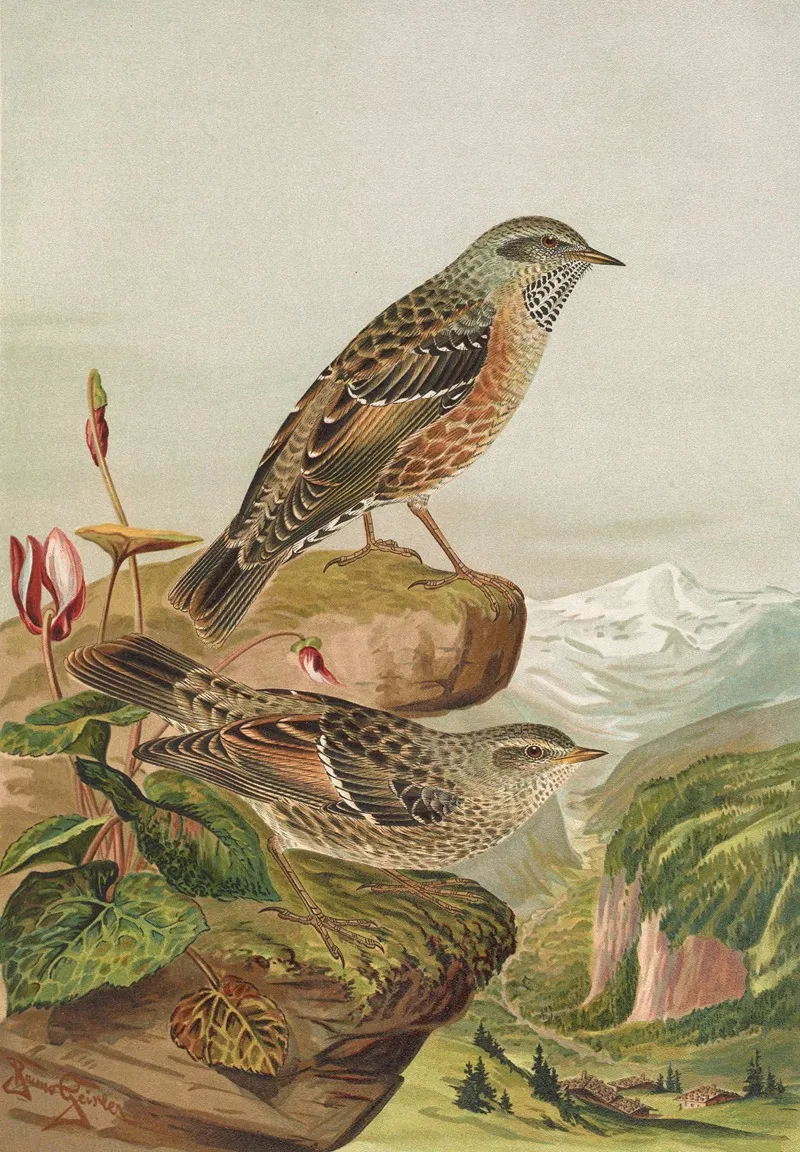 Accentor Collaris Wall Art by Johann Friedrich Naumann - High-Resolution Digital Print