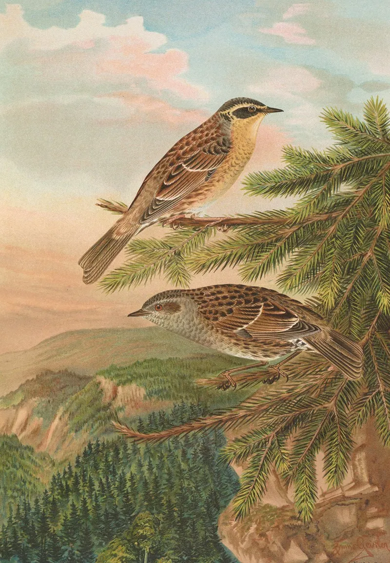 Accentor Modularis Accentor Montanellus Wall Art by Johann Friedrich Naumann - High-Resolution Digital Print