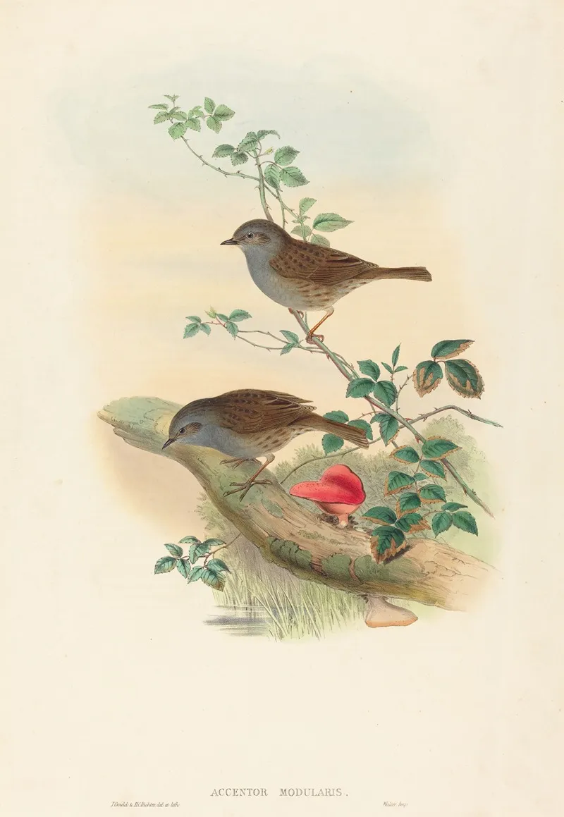 Accentor Modularis Dunnock Wall Art by John Gould - High-Resolution Digital Print