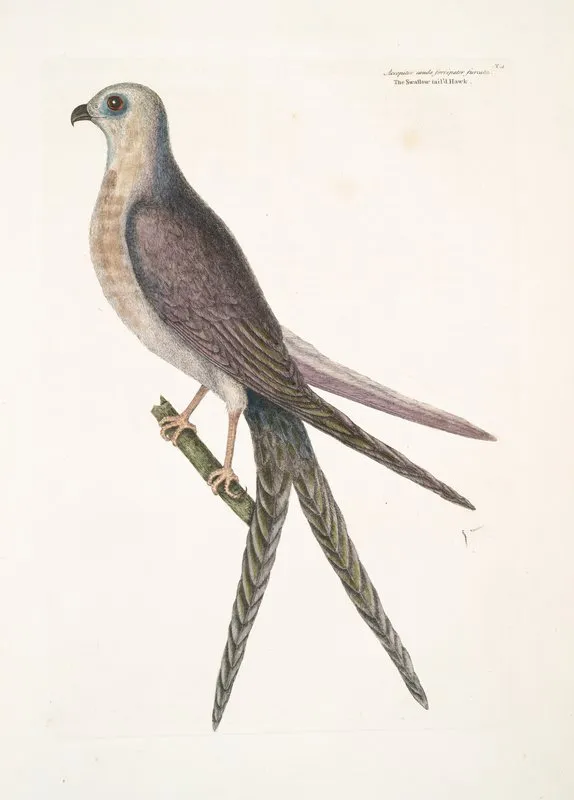 Accepiter Cauda Forcipater Furcata The Swallow Tail Hawk Wall Art by Mark Catesby - High-Resolution Digital Print