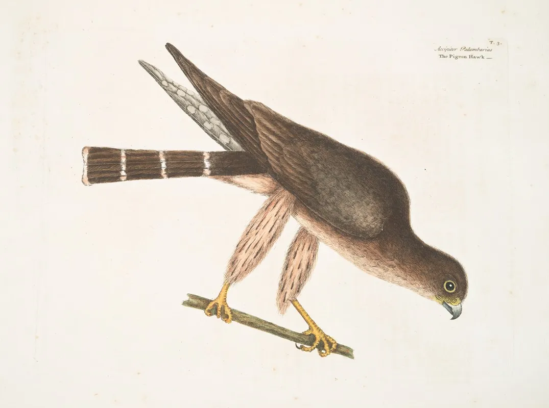 Accipiter Palumbarius The Pigeon Hawk Wall Art by Mark Catesby - High-Resolution Digital Print