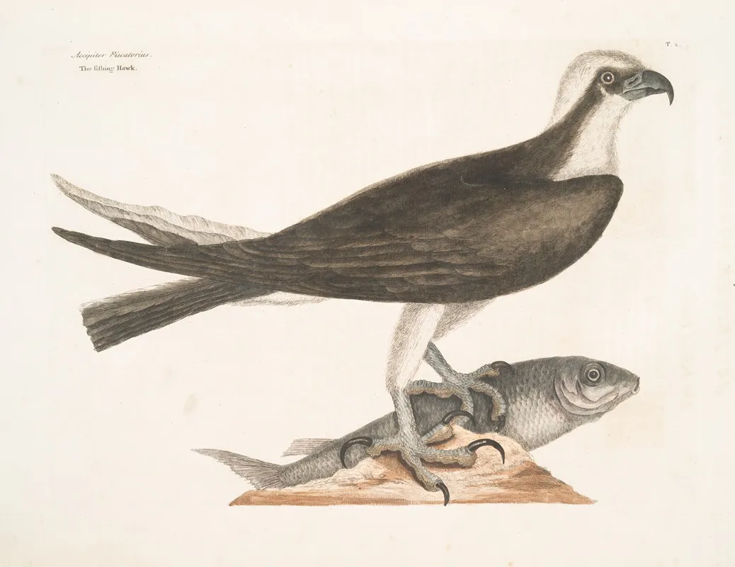 Accipiter Piscatorius The Fishing Hawk Wall Art by Mark Catesby - High-Resolution Digital Print